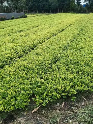 米乐：桂林荔浦乒乓球台